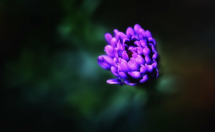 shallow focus photography of purple flower, deep inside, flower  flower