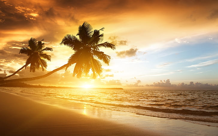 Caribbean coast beautiful scenery, sunrise, palm trees, sea, clouds, sky, palm tree seashore and sunset, HD wallpaper