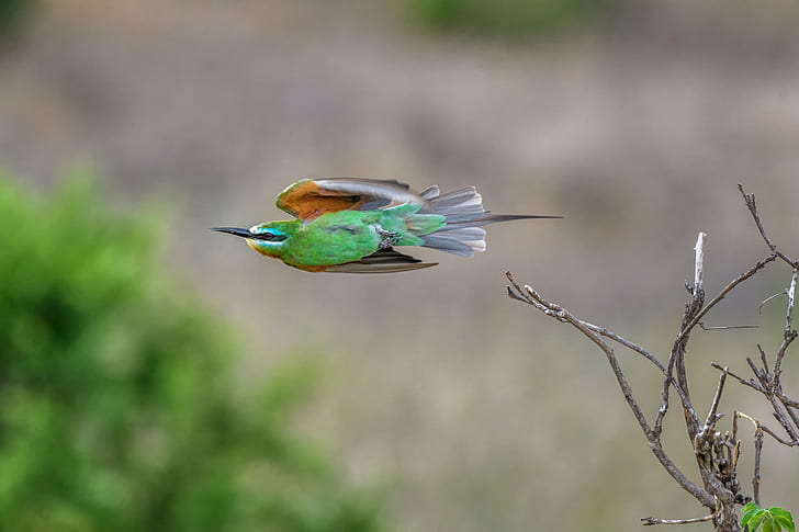 green bird hovering near brown tree branches, Blue-cheeked bee-eater