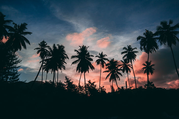 palm trees silhouette, palms, outlines, sunset, tropics, clouds, HD wallpaper