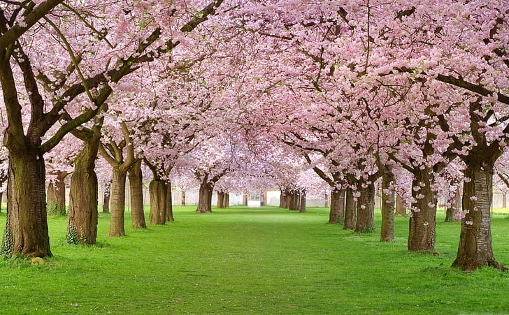 Vulcan Sakura, cherry, blossoms, heaven, tree, japan, lava, HD phone  wallpaper | Peakpx