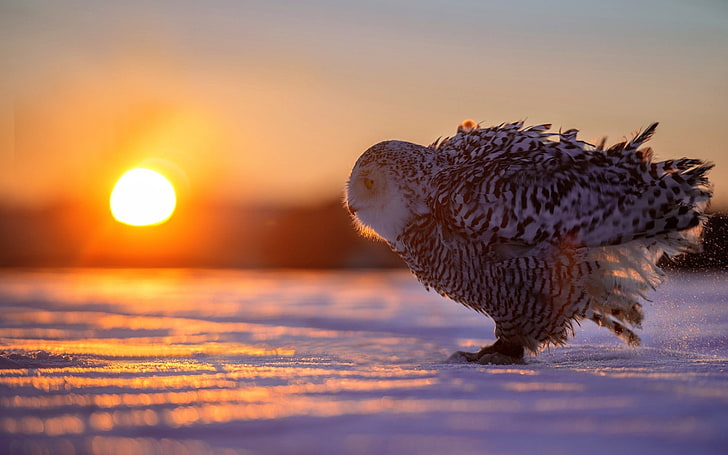 animals, snow, winter, owl, birds, bokeh, Sun, sunset, sky