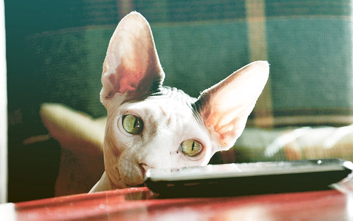 white sphinx cat, sphynx cat, control, face, domestic animals, HD wallpaper