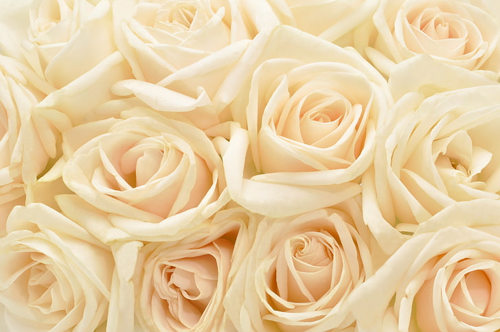 white rose flowers, background, roses, plants, pastel, nature