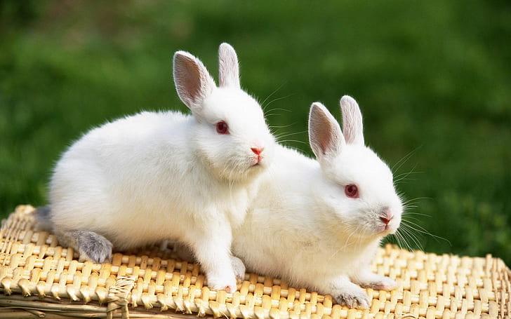 Cute Bunny, Adorable, Rabbits, White Fur, Red Eyes, HD wallpaper