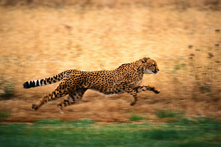 painting of running cheetah on grass field, nature, safari Animals, HD wallpaper