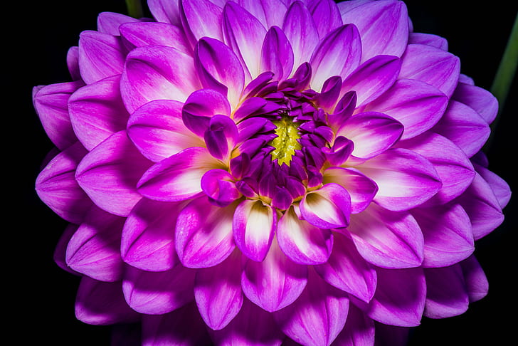 photography of purple flower, backyard, flowers, summer, blooms, HD wallpaper