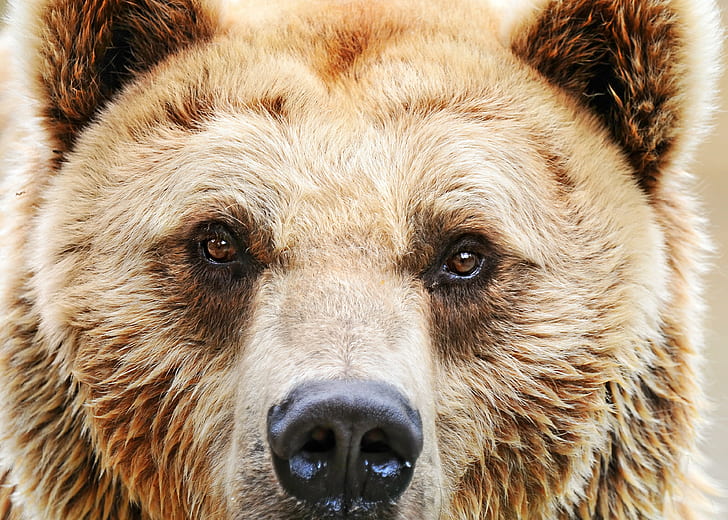 closeup photo of brown bear, Eye to eye, ursus, ours, portrait