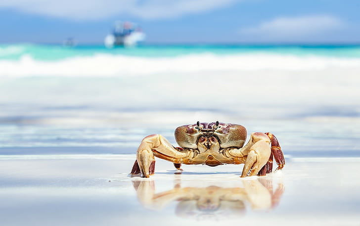 Sea crab, brown crab, beach, sand, claws, HD wallpaper