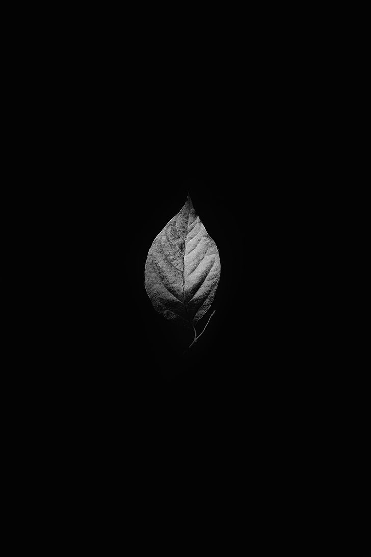 Hd Wallpaper Gray Leaf Bw Nature Plant Black Background Backgrounds Close Up Wallpaper Flare