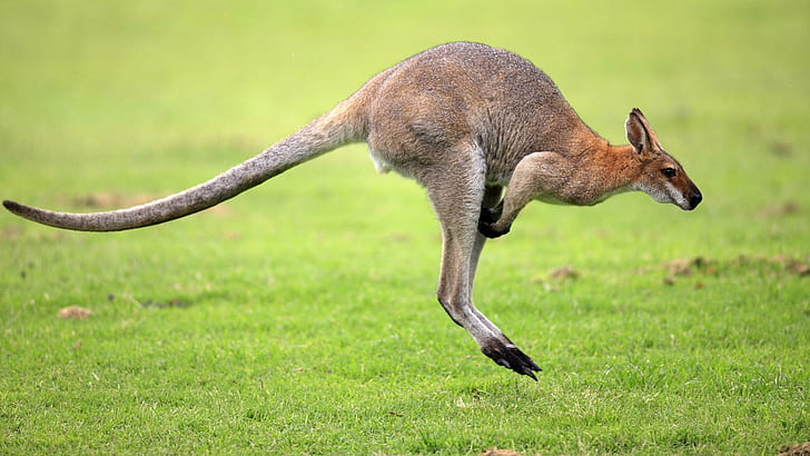Jumping Wallaby, Australia, field, kangaroo, animals, HD wallpaper