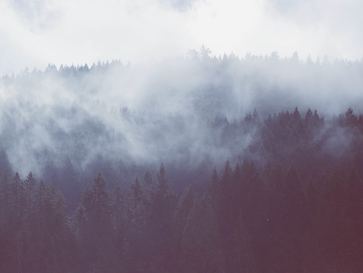 nature, trees, mist, landscape, forest, fog, plant, tranquility, HD wallpaper