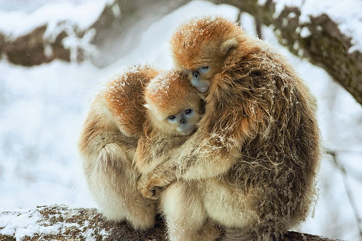 golden snub nosed monkey, cold temperature, snow, animal, animal themes, HD wallpaper