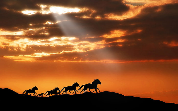 herd of horses, sunset, silhouettes, escape, camel, desert, sand Dune, HD wallpaper