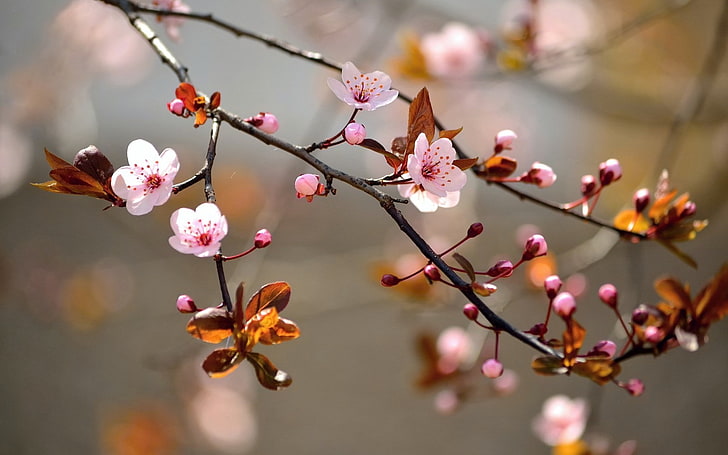 nature, branch, flowers, pink flowers, twigs, flowering plant