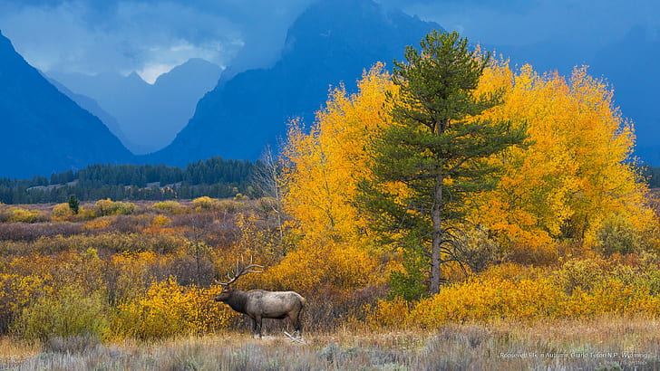 Roosevelt Elk in Autumn, Grand Teton N.P., Wyoming, National Parks, HD wallpaper