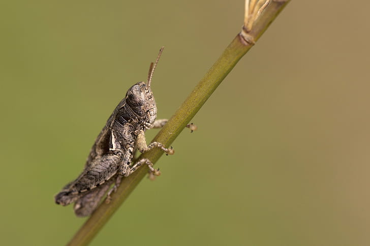 gray grasshopper perching on green plant, fotografía, de, Jaén, HD wallpaper
