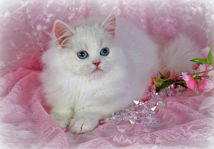 Cats, Animal, Cute, Persian Cat, White, HD wallpaper