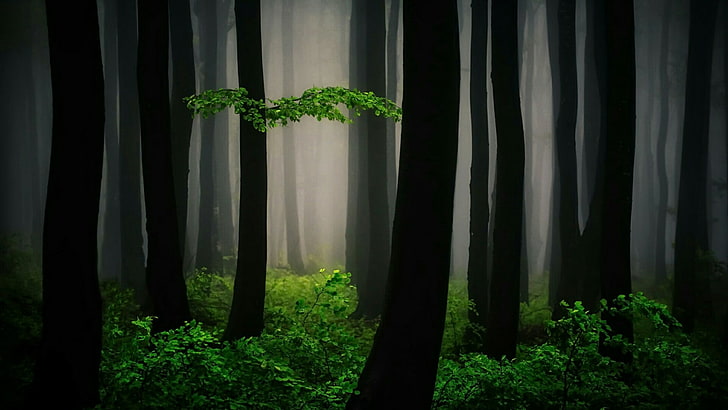bulgaria, mystic, woodland, darkness, trunk, magic, tree, magical