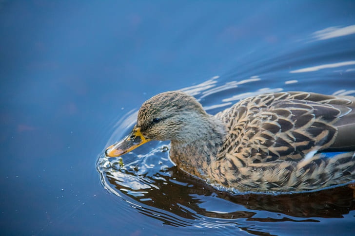 close up photography of Mallard duck, Söderåsen, bird, fågel