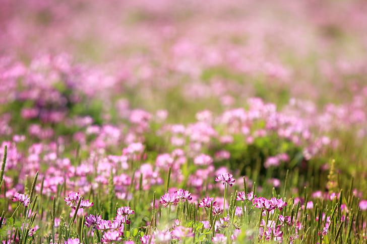 purple flower field during daytime, to use, texture, background, HD wallpaper