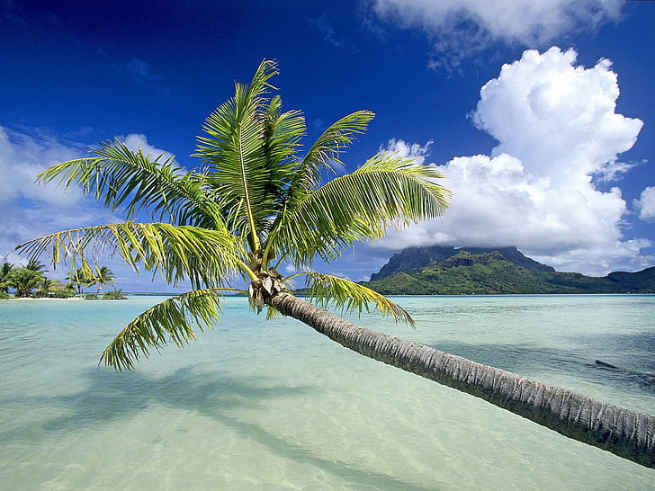 Palm Tree Tree Landscape Ocean Island Tropical HD, nature