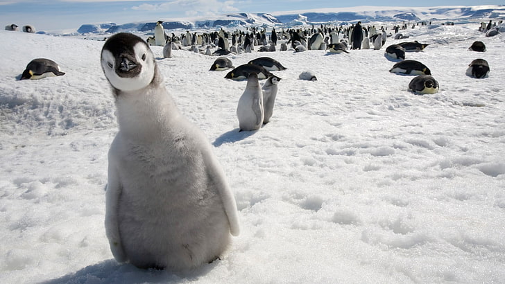 gray penguins, birds, emperor, snow, animals, baby animals, animal themes
