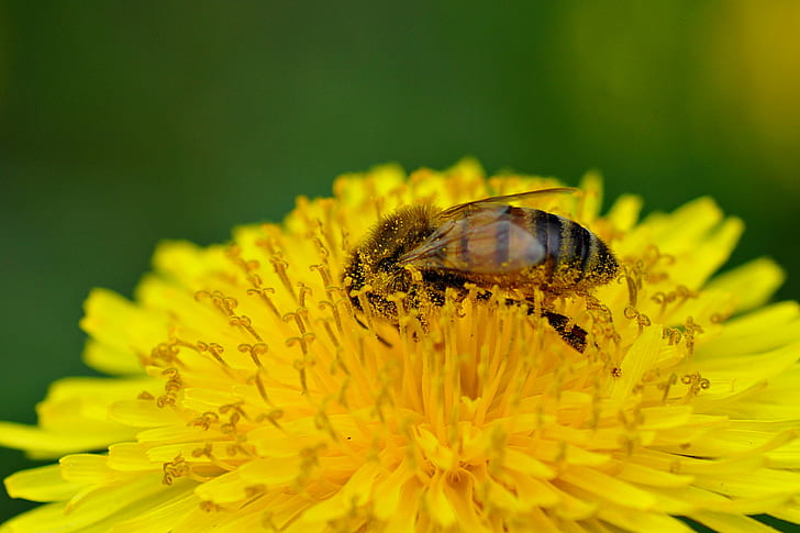 honey bee on yellow petaled flower, dandelion, dandelion, regular, HD wallpaper