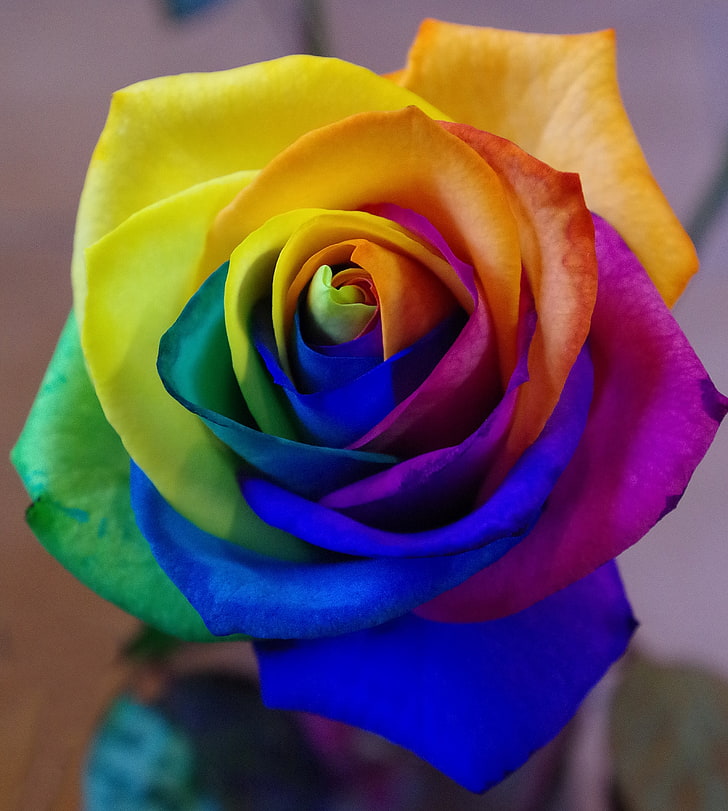 blue, pink, yellow, and green rose, rainbow, bud, colorful, petal, HD wallpaper