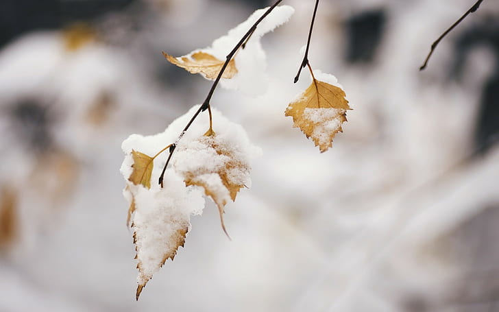 winter, snow, leaves, cold