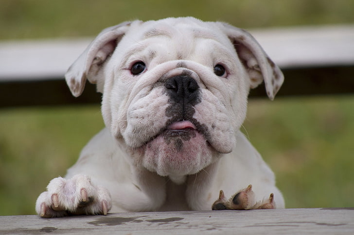 Hd Wallpaper White English Bulldog Puppy Face Fat Watch