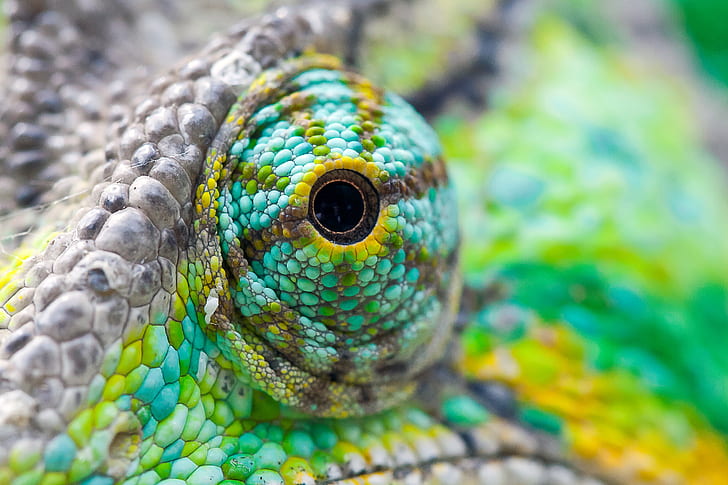 eye of animal focus photography, chameleon, chameleon, eye  eye, HD wallpaper