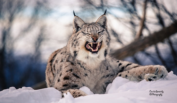 gray and black lynx, snow, predator, big cat, carnivore, winter, HD wallpaper