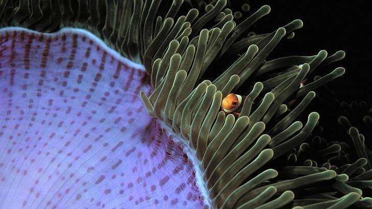marine, sea anemone, clownfish, coral, close up, reef, macro photography, HD wallpaper