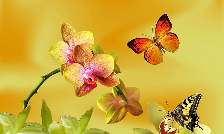 butterflies, flores, flowers, garden, nature, primavera, beauty in nature, HD wallpaper