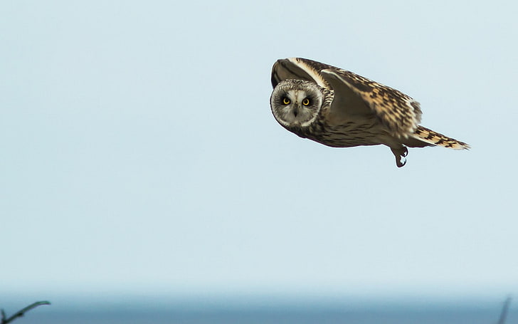 owl, birds, flying, one animal, animal themes, animals in the wild, HD wallpaper