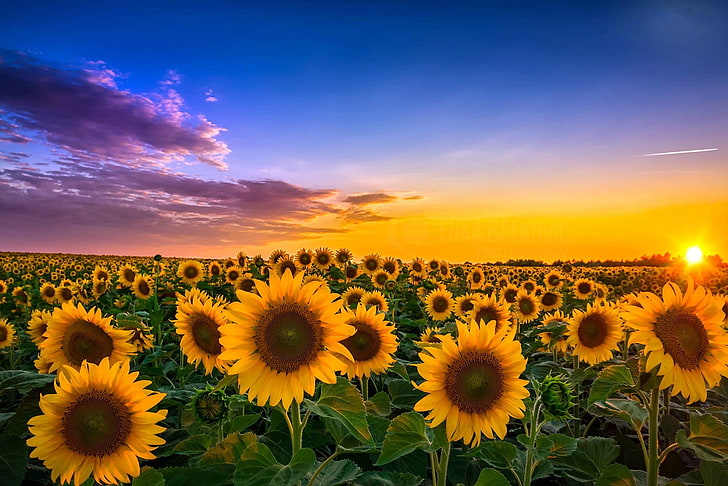 field, sunflowers, landscape, sunset, Wallpaper, flowering plant