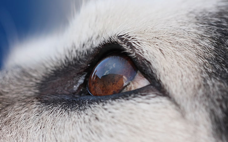 brown animal eye, malamute, dog, face, eyes, pets, looking, close-up, HD wallpaper