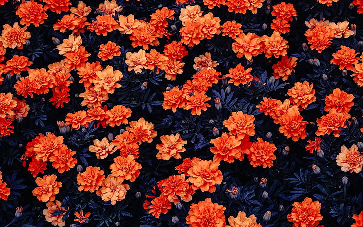 Orange flowers, Flower garden, Kali Linux, Stock, HD, HD wallpaper