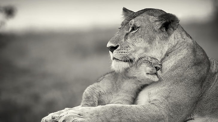 lioness with cub, animals, baby animals, monochrome, big cats