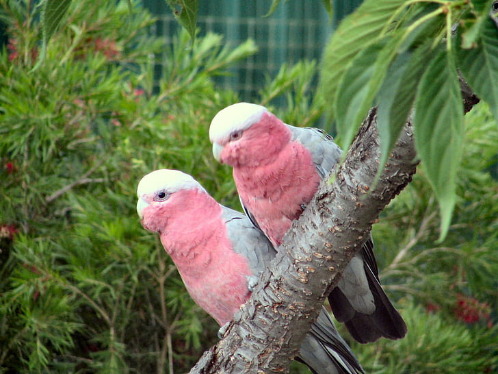 Pink Galahs, parrots, australia, tree, garden, animals, HD wallpaper