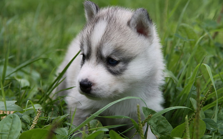 sable Siberian husky puppy, grass, sit, sled Dog, animal, pets, HD wallpaper