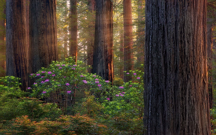 Forests On South Oregon Purple Rhododendron Landscape Desktop Hd Wallpapers For Mobile Phones And Computer 3840×2400, HD wallpaper