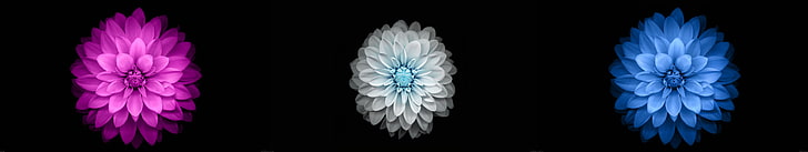 three assorted-color flower wallpaper, flowers, black, simple background