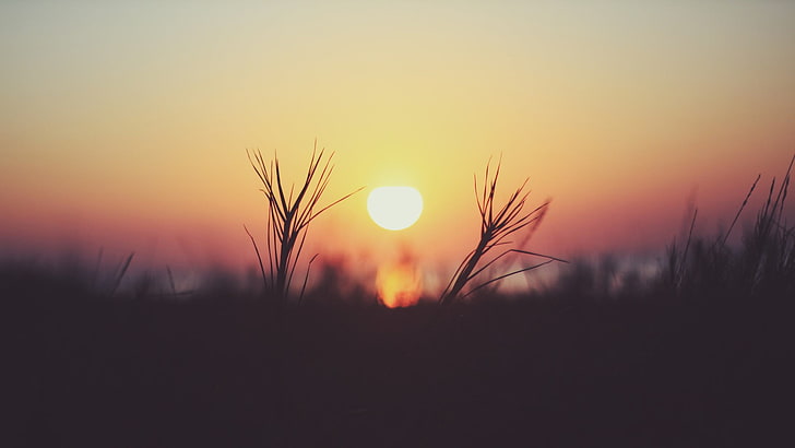 grass silhouette, sunset over silhouette of flowersr, nature