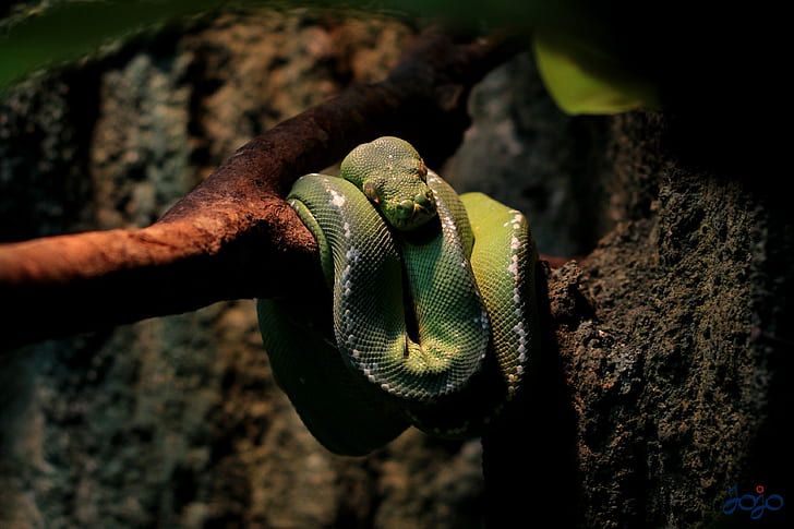 animals, snake, tree, focus on foreground, close-up, plant