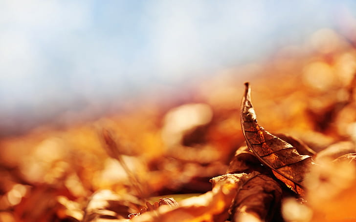 nature, leaves, macro, depth of field, fall