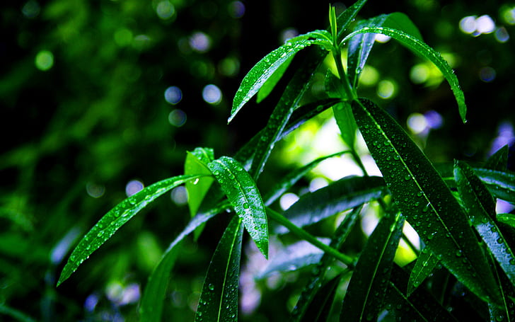Green Plant Leaf Leaves Water Drop Water Beads Macro Bokeh HD, HD wallpaper