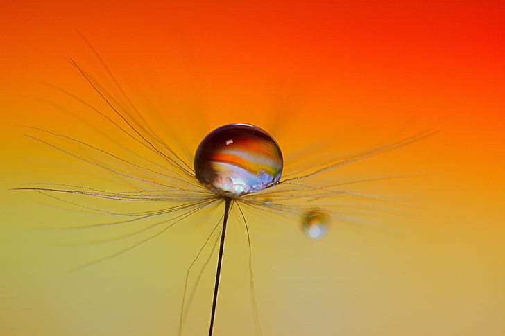 close up photography of a water droplet, SMALL, PLANETS, DANDELION, HD wallpaper