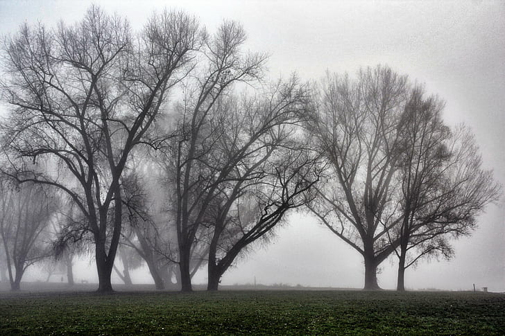 photography of black trees with fogs, cc, creativecommons, herbst